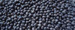Black Urad